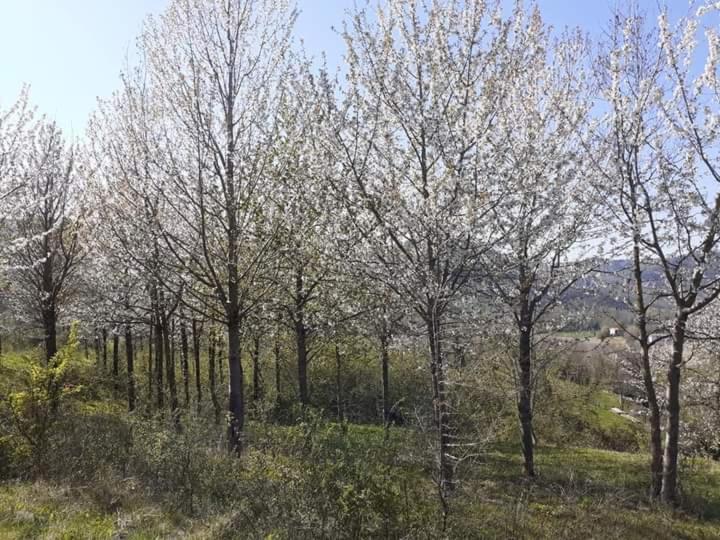 Ai Boschi Apartment Ozzano dell'Emilia Exterior photo